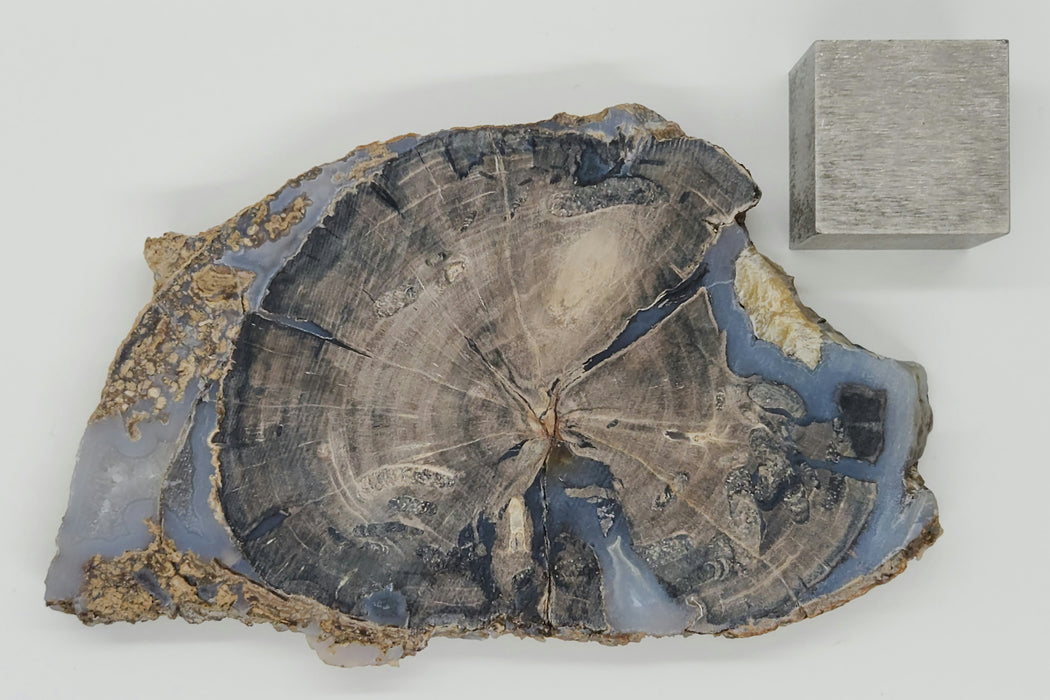 Blue Forest Unpolished Petrified Hardwood Slab | Eden Valley | Wyoming