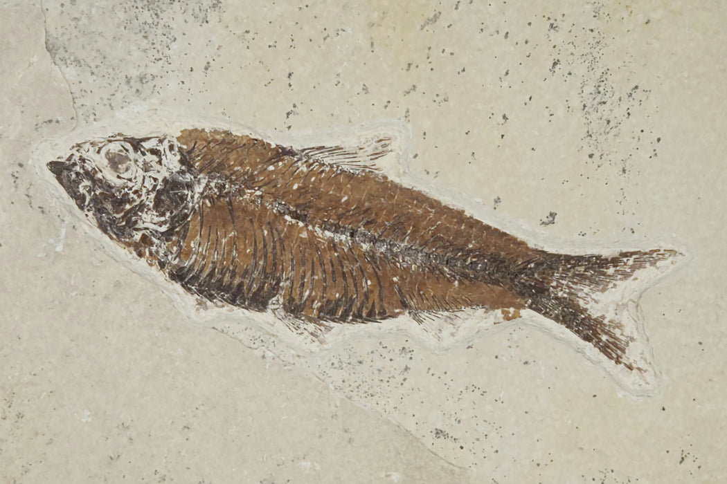4.25" Knightia eocaena | 100% Natural | Green River Formation | Wyoming