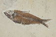 In Stone Fossils 