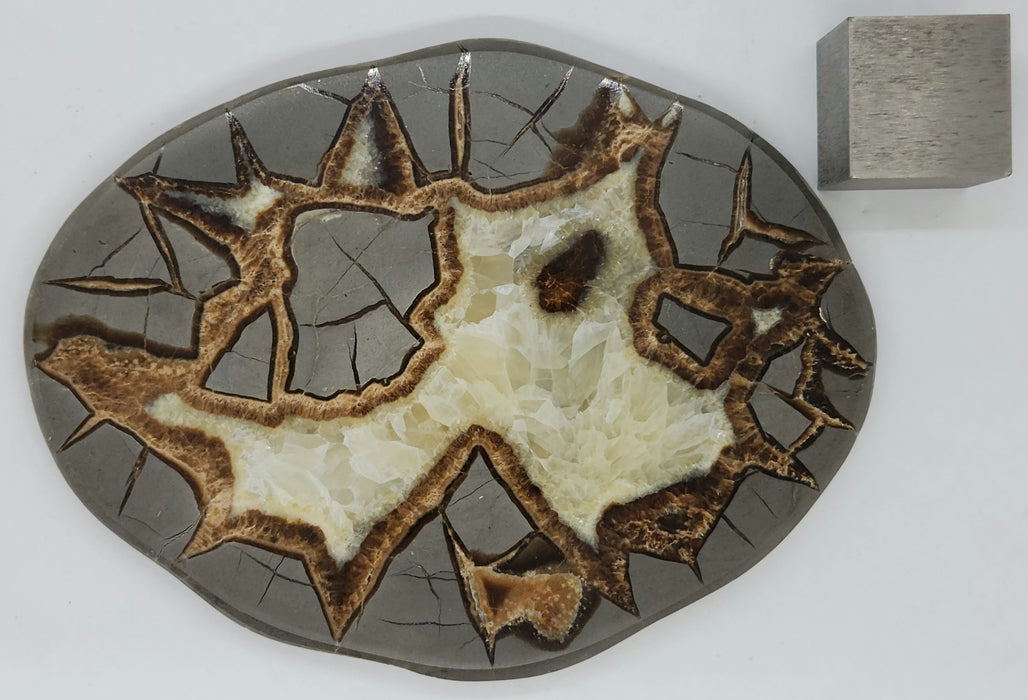 Septarian Nodule Slice