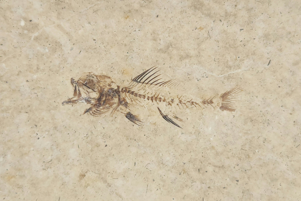 Rare Hypsiprisca Fossil Fish | Green River Formation |  Wyoming