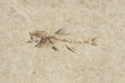 In Stone Fossils 