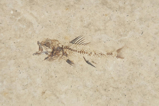 In Stone Fossils 