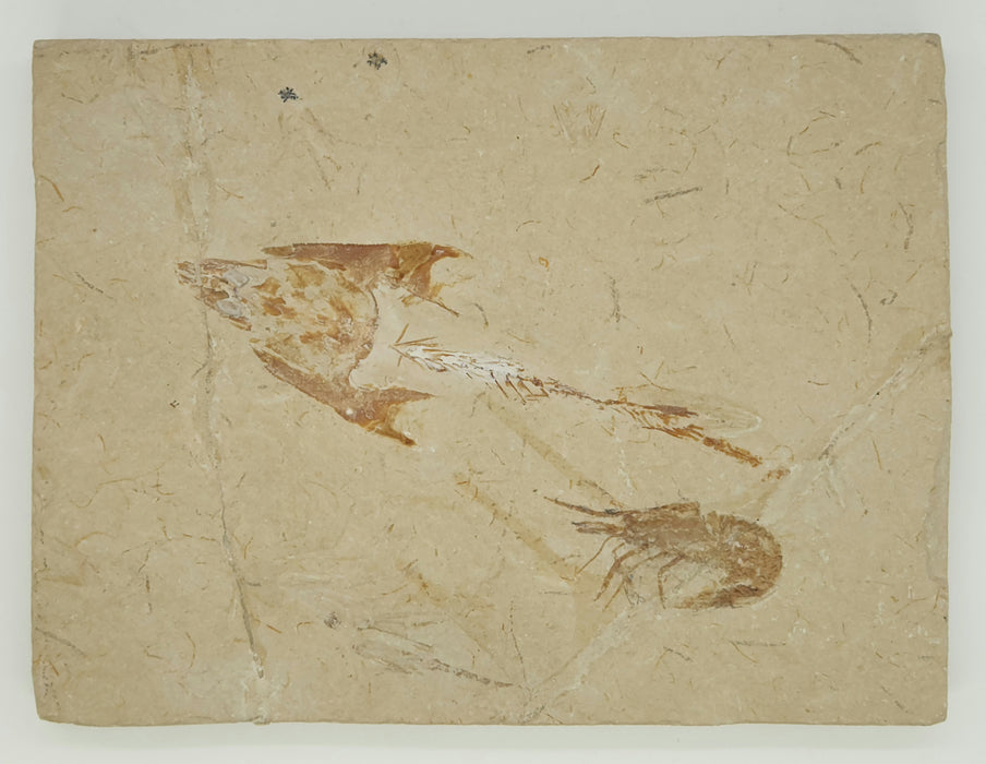 Coccodus insignis (fossil fish) and Carpopenaeus (fossil shrimp) | Lebanon