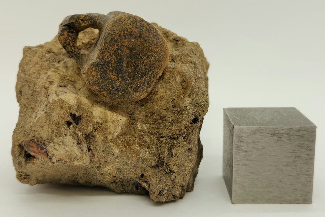 Hadrosaur Caudal (Tail) Vertebra on Matrix | Montana