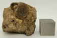 In Stone Fossils 