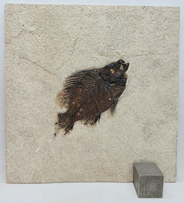 4.5" Cockerellites liops (formerly Priscacara liops) | 100% Natural | Green River Formation | Wyoming