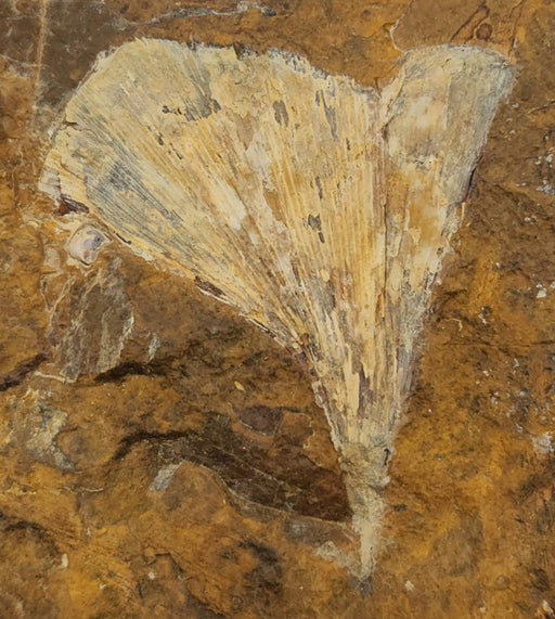 In Stone Fossils 
