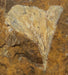 In Stone Fossils 