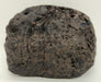 In Stone Fossils 