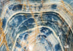 In Stone Fossils 
