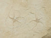 In Stone Fossils 