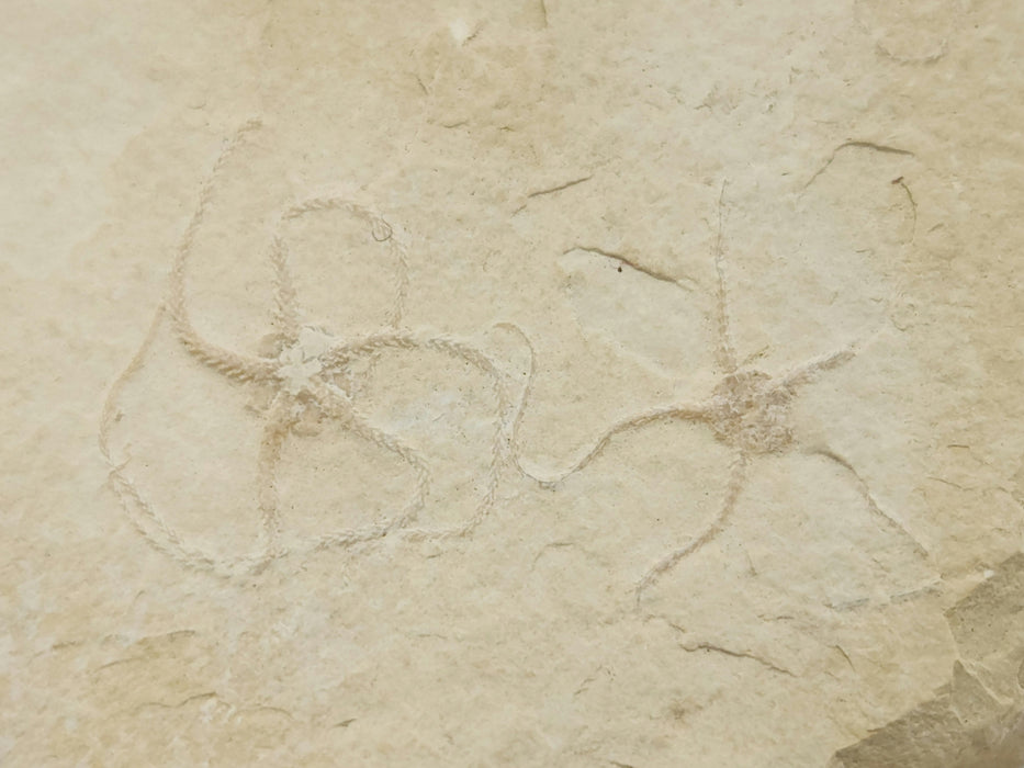 Double Fossil Brittle Star | Germany