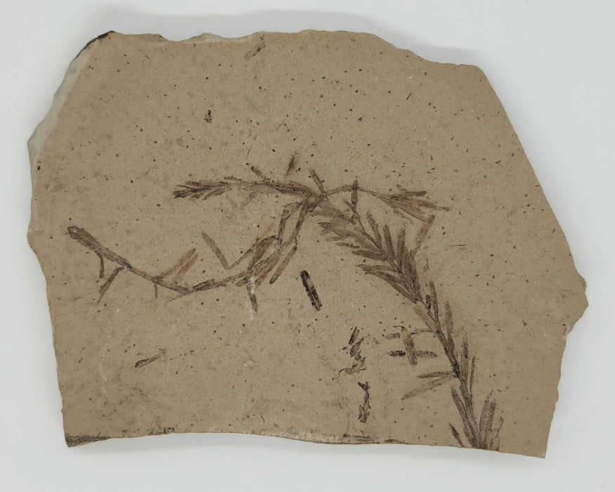 Metasequoia (Dawn Redwood) | Montana