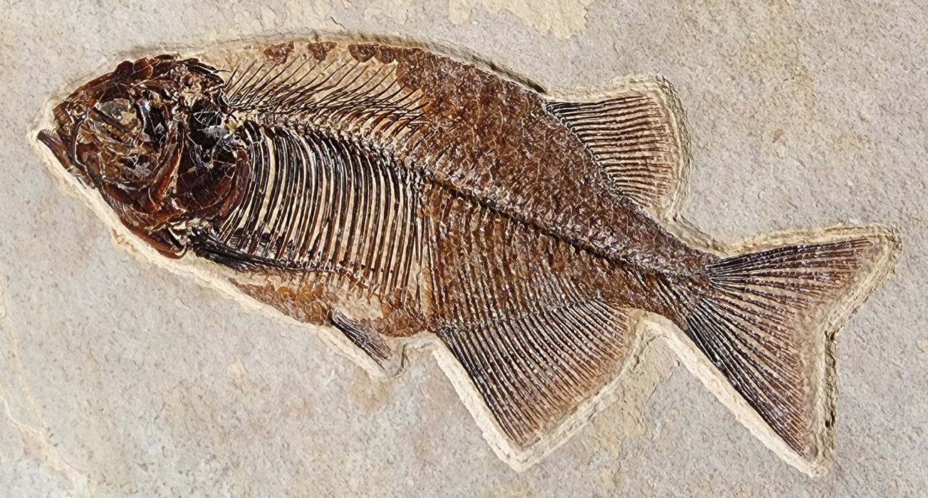 Phareodus testis | Green River Formation | Wyoming