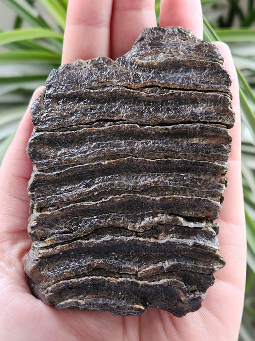 In Stone Fossils 