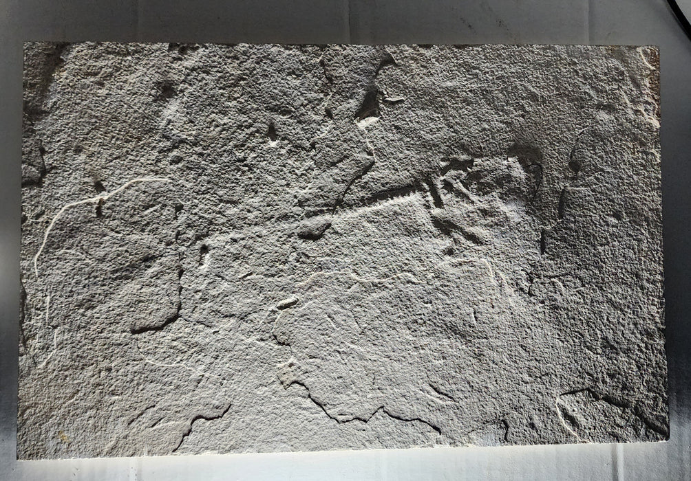 Unprepared Diplomystus dentatus | Green River Formation | Wyoming