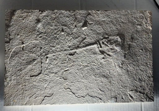 In Stone Fossils 