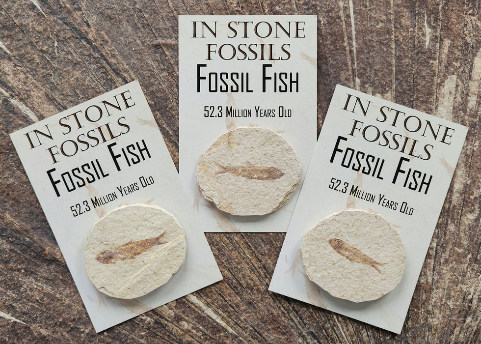 Fossil Mini Fish (Knightia eocaena) | Eco-Friendly | Green River Formation