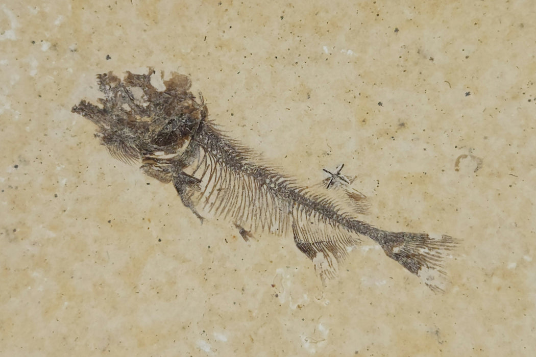 Juvenile Phareodus | Green River Formation | Wyoming