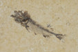 In Stone Fossils 