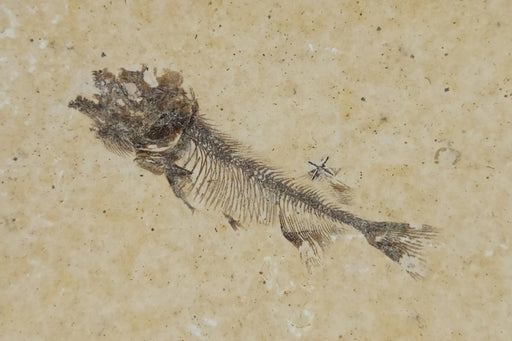 In Stone Fossils 