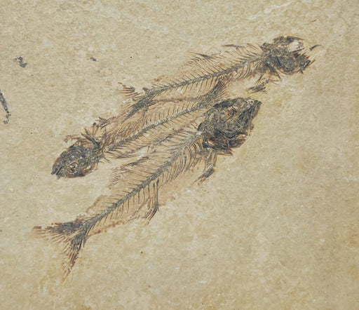 In Stone Fossils 