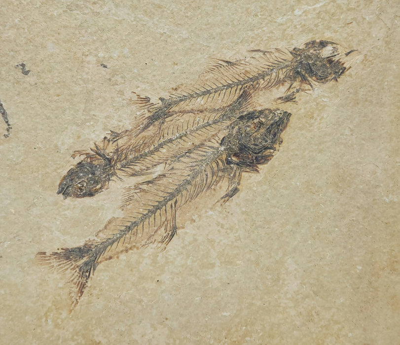 Triple Mioplosus labracoides | Unrestored Fossil Fish | Wyoming