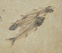 In Stone Fossils 