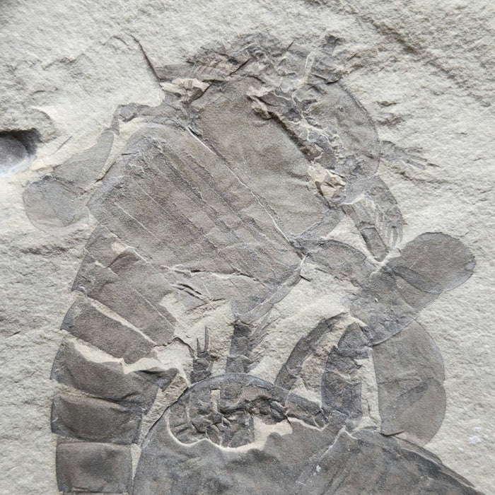 Double Eurypterids (Sea Scorpions) | Eurypterus remipes | New York