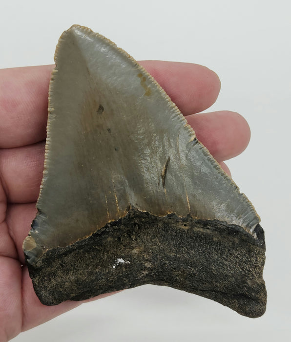 3.75" Megalodon Tooth | Hawthorn Formation