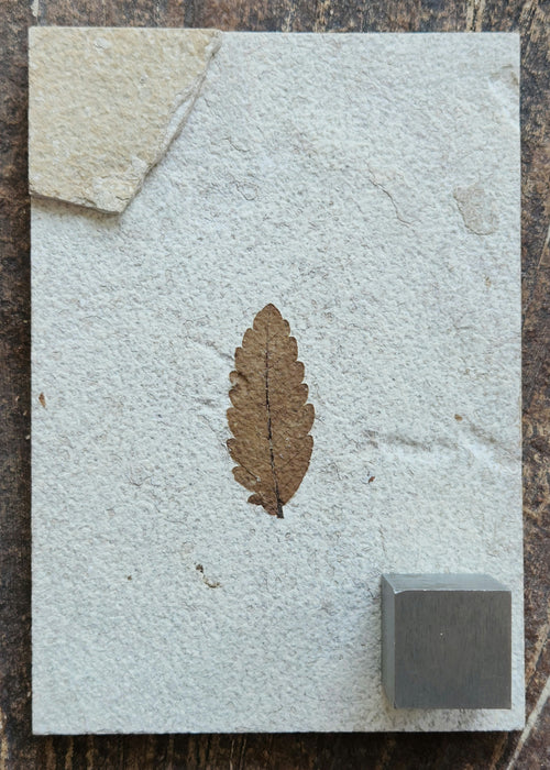 Fossil Sumac Leaf | Rhus longipetiolata | Green River Formation | Wyoming