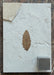 In Stone Fossils 