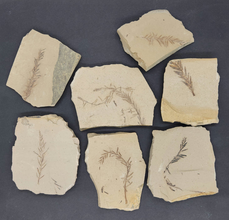 Metasequoia (Dawn Redwood) | Montana