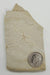 In Stone Fossils 