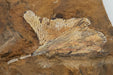 In Stone Fossils 