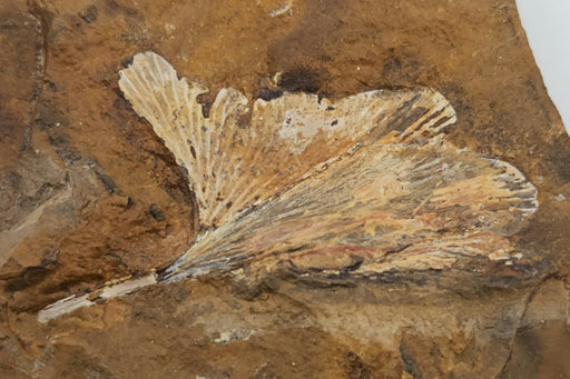 In Stone Fossils 
