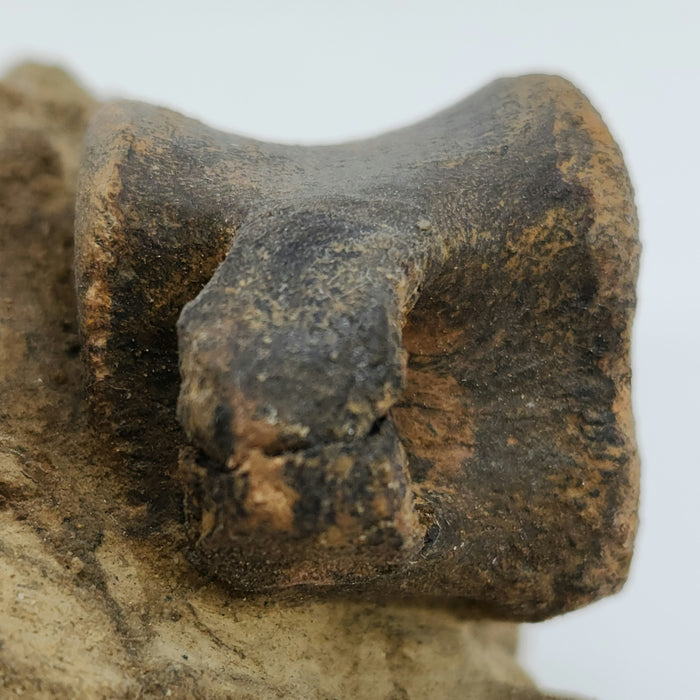 Hadrosaur Caudal (Tail) Vertebra on Matrix | Montana