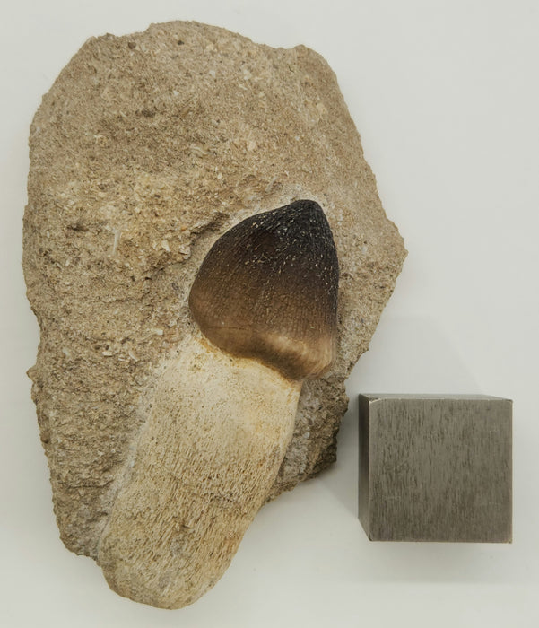 Mosasaur Tooth in Matrix | Igdamanosaurus (Globidens) aegyptiacus | Morocco