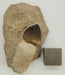 In Stone Fossils 