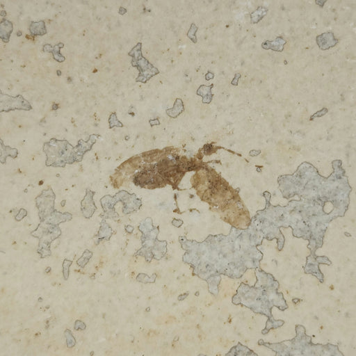 In Stone Fossils 