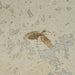 In Stone Fossils 