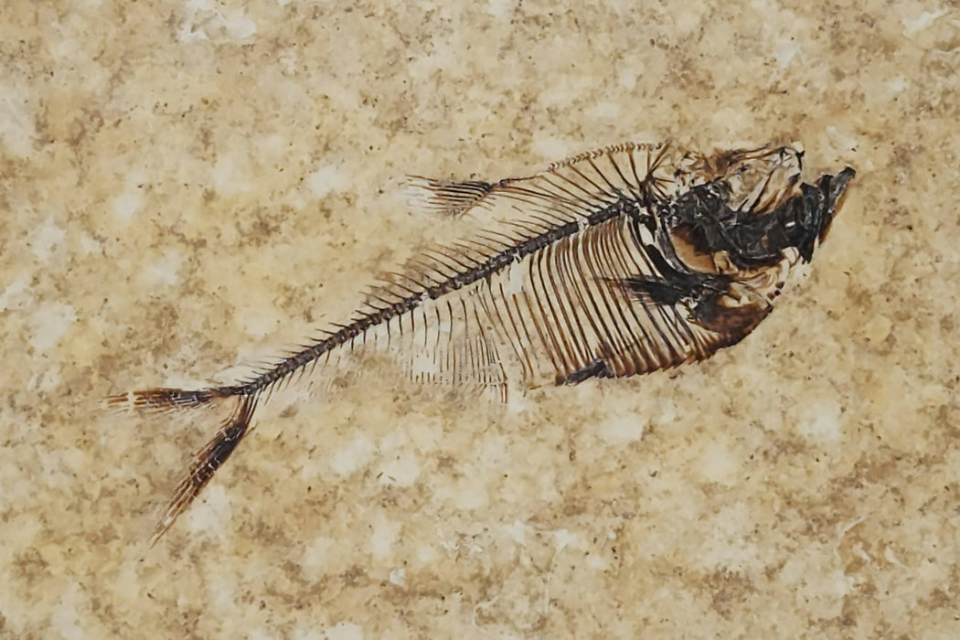 2.5" Diplomystus dentatus | Green River Formation | Wyoming