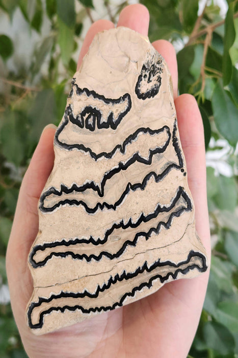 Polished Mammoth Molar Slice