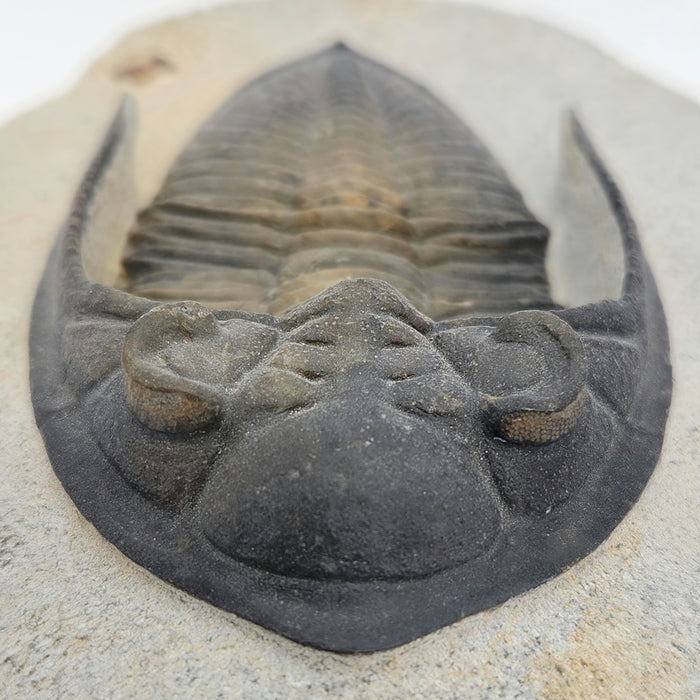 Odontochile hausmanni Trilobite | Morocco