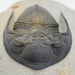 In Stone Fossils 