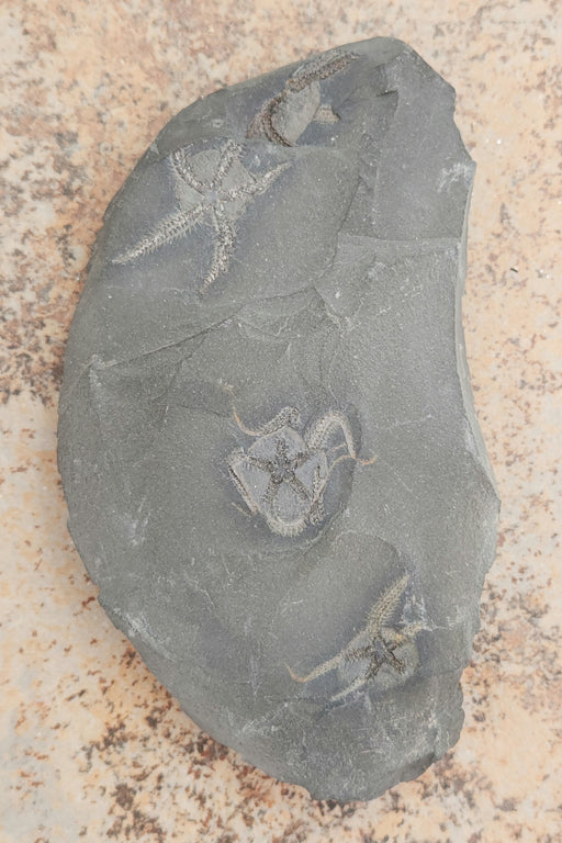In Stone Fossils 