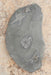 In Stone Fossils 