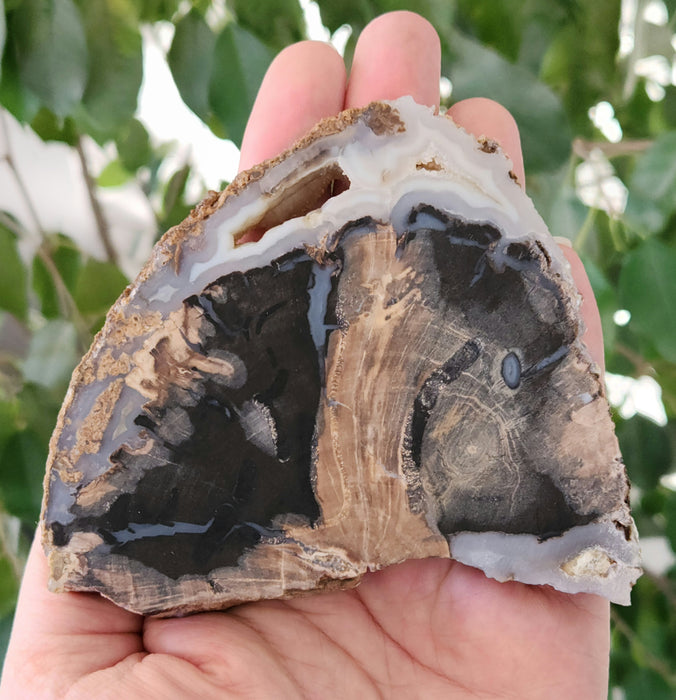 Blue Forest Unpolished Petrified Hardwood Slab | Eden Valley | Wyoming