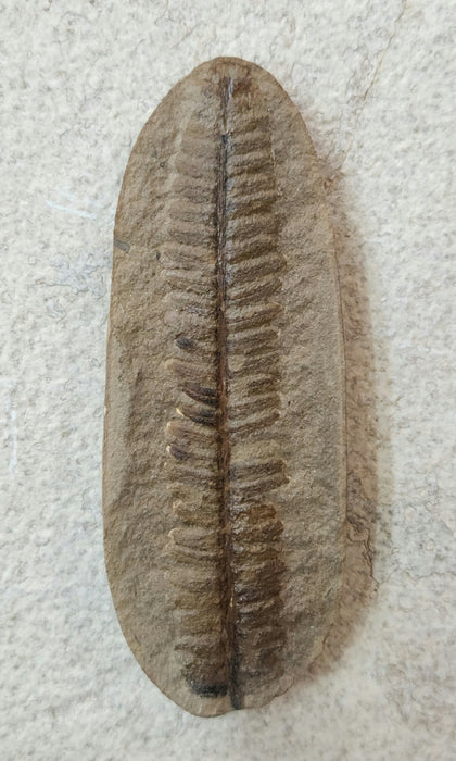 Fossil Fern | Diplazites unita | Illinois